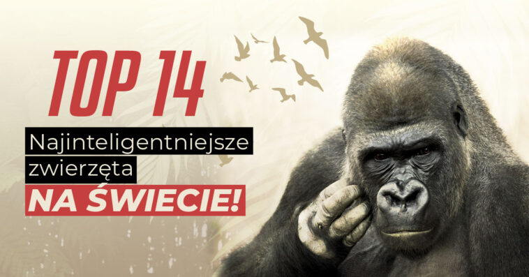 Zwierzęta są często mądrzejsze od niejednego człowieka, ale czy są inteligentne? Poznaj najinteligentniejsze i najmądrzejsze zwierzęta na świecie. najmądrzejsze zwierzę na świecie najinteligentniejsze zwierzęta inteligentne