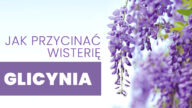 Jeśli twoja wisteria nie kwitnie, może to wynikać z różnych powodów. Rozwiązania są łatwe do zastosowania. Ale wymaga cierpliwości i opieki. Jak przyciąć wisterię? jak przyciąć wisterię. dlaczego glicynia wisteria nie kwitnie kwitnące glicynie glicynia cięcie