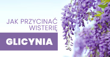 Jeśli twoja wisteria nie kwitnie, może to wynikać z różnych powodów. Rozwiązania są łatwe do zastosowania. Ale wymaga cierpliwości i opieki. Jak przyciąć wisterię? jak przyciąć wisterię. dlaczego glicynia wisteria nie kwitnie kwitnące glicynie glicynia cięcie