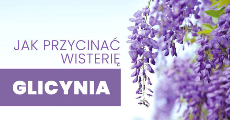Jeśli twoja wisteria nie kwitnie, może to wynikać z różnych powodów. Rozwiązania są łatwe do zastosowania. Ale wymaga cierpliwości i opieki. Jak przyciąć wisterię? jak przyciąć wisterię. dlaczego glicynia wisteria nie kwitnie kwitnące glicynie glicynia cięcie
