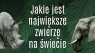 Świat jest pełen stworzeń – od maluchów po prawdziwe olbrzymy. A wiesz może jakie jest największe zwierzę na świecie? Sprawdź największe zwierzęta świata. Największe zwierzę na świecie największe zwierze na świecie największe zwierzęta