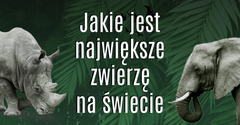 Świat jest pełen stworzeń – od maluchów po prawdziwe olbrzymy. A wiesz może jakie jest największe zwierzę na świecie? Sprawdź największe zwierzęta świata. Największe zwierzę na świecie największe zwierze na świecie największe zwierzęta
