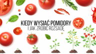 Kiedy wysiać pomidory i jak samemu zrobić rozsadę pomidorów kiedy siejemy pomidory na rozsady jak zrobić rozsade pomidora na dwa pędy