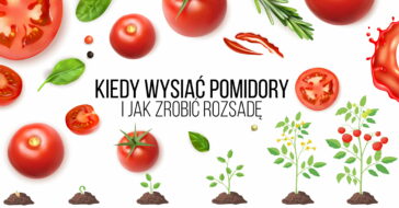 Kiedy wysiać pomidory i jak samemu zrobić rozsadę pomidorów kiedy siejemy pomidory na rozsady jak zrobić rozsade pomidora na dwa pędy