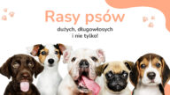 Czy interesującą Cię rasy psów dużych długowłosych? A może psy długowłose małe to twój typ! Włochate psy to temat tego artykułu!