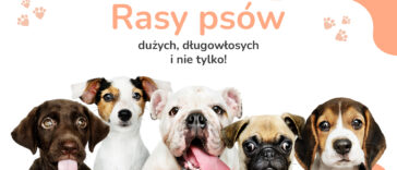 Czy interesującą Cię rasy psów dużych długowłosych? A może psy długowłose małe to twój typ! Włochate psy to temat tego artykułu!