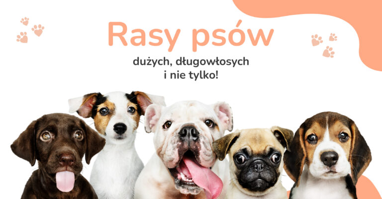 Czy interesującą Cię rasy psów dużych długowłosych? A może psy długowłose małe to twój typ! Włochate psy to temat tego artykułu!