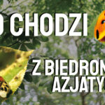 biedronki azjatyckie, biedronki siedmiokropki