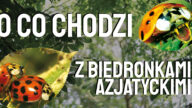 biedronki azjatyckie, biedronki siedmiokropki