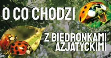 biedronki azjatyckie, biedronki siedmiokropki