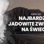 najbardziej jadowite zwierzęta świata najbardziej jadowite zwierzęta na świecie