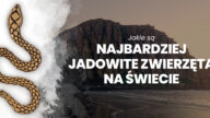 najbardziej jadowite zwierzęta świata najbardziej jadowite zwierzęta na świecie