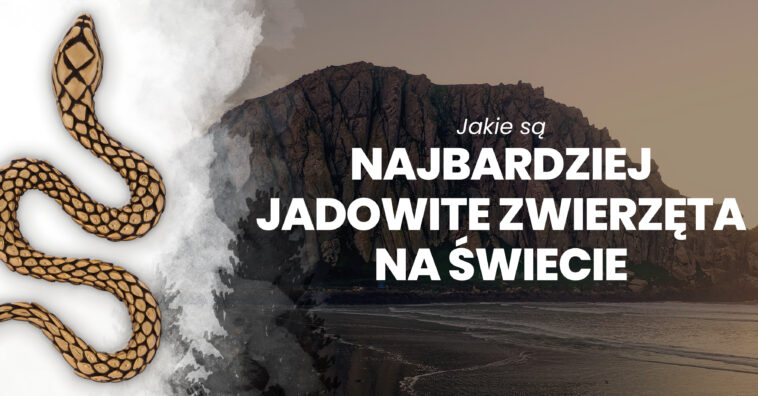 najbardziej jadowite zwierzęta świata najbardziej jadowite zwierzęta na świecie
