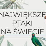 Nie wszystkie ptaki latają, a niektóre osiągają naprawdę spore rozmiary. Jesteś ciekaw, jaki jest największy ptak na świecie? Sprawdź naszą listę! największe ptaki drapieżne na ziemi