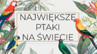Nie wszystkie ptaki latają, a niektóre osiągają naprawdę spore rozmiary. Jesteś ciekaw, jaki jest największy ptak na świecie? Sprawdź naszą listę! największe ptaki drapieżne na ziemi