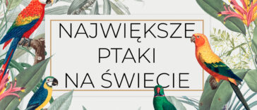 Nie wszystkie ptaki latają, a niektóre osiągają naprawdę spore rozmiary. Jesteś ciekaw, jaki jest największy ptak na świecie? Sprawdź naszą listę! największe ptaki drapieżne na ziemi