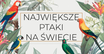 Nie wszystkie ptaki latają, a niektóre osiągają naprawdę spore rozmiary. Jesteś ciekaw, jaki jest największy ptak na świecie? Sprawdź naszą listę! największe ptaki drapieżne na ziemi
