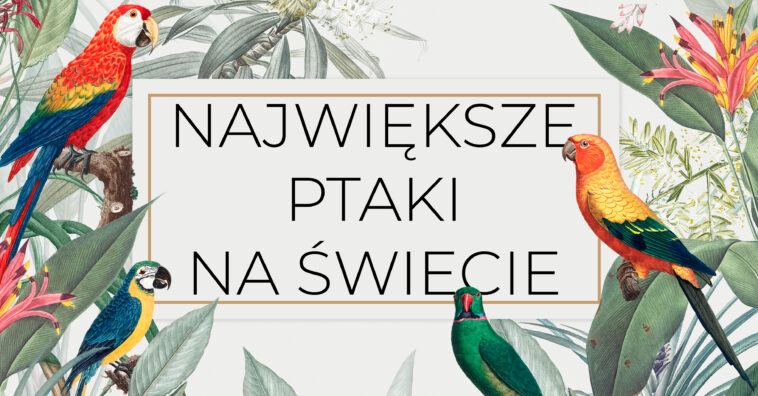 Nie wszystkie ptaki latają, a niektóre osiągają naprawdę spore rozmiary. Jesteś ciekaw, jaki jest największy ptak na świecie? Sprawdź naszą listę! największe ptaki drapieżne na ziemi