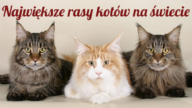 największe rasy kotów największe koty domowe największe koty świata