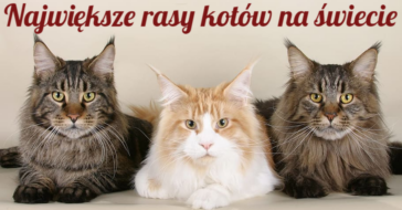 największe rasy kotów największe koty domowe największe koty świata