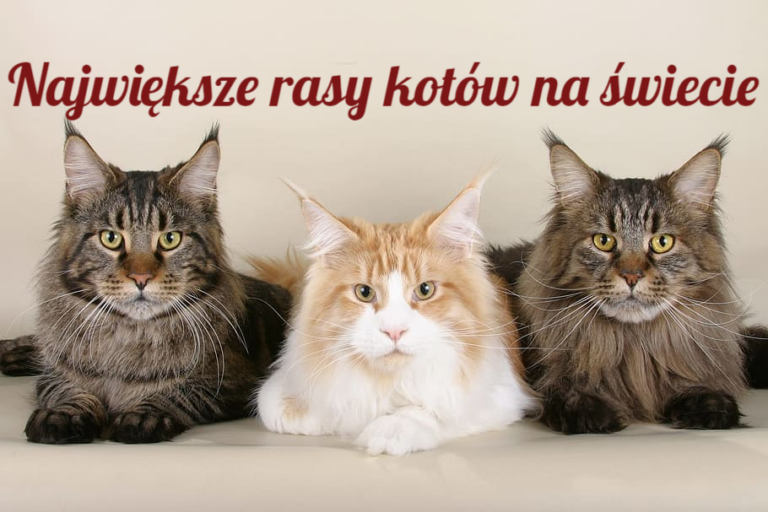 największe rasy kotów największe koty domowe największe koty świata
