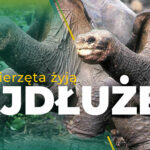 najdłużej żyjące zwierzę