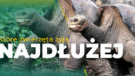 najdłużej żyjące zwierzę