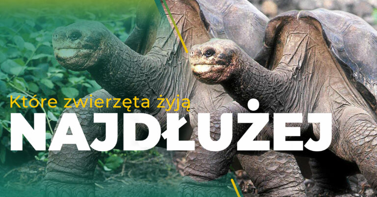 najdłużej żyjące zwierzę