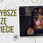 sokół wędrowny sokół ptak najszybsze zwierzęta świata szybkie zwierzęta