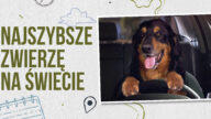 sokół wędrowny sokół ptak najszybsze zwierzęta świata szybkie zwierzęta