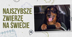 sokół wędrowny sokół ptak najszybsze zwierzęta świata szybkie zwierzęta
