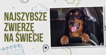 sokół wędrowny sokół ptak najszybsze zwierzęta świata szybkie zwierzęta