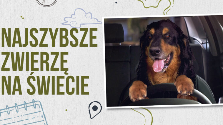 sokół wędrowny sokół ptak najszybsze zwierzęta świata szybkie zwierzęta