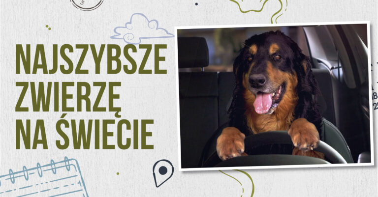 sokół wędrowny sokół ptak najszybsze zwierzęta świata szybkie zwierzęta