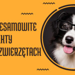 ciekawostki o zwierzętach ciekawostki o delfinach