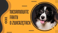 ciekawostki o zwierzętach ciekawostki o delfinach