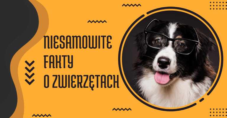 ciekawostki o zwierzętach ciekawostki o delfinach