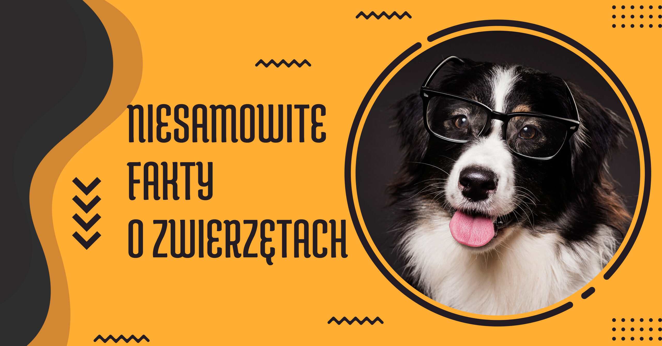 ciekawostki o zwierzętach ciekawostki o delfinach