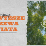 Chcesz dowiedzieć się jakie są najwyższe drzewa świata? W naszym artykule przeczytasz gdzie rośnie i jakie jest najwyższe drzewo na świecie.