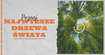 Chcesz dowiedzieć się jakie są najwyższe drzewa świata? W naszym artykule przeczytasz gdzie rośnie i jakie jest najwyższe drzewo na świecie.