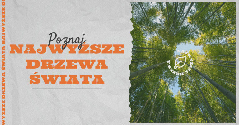 Chcesz dowiedzieć się jakie są najwyższe drzewa świata? W naszym artykule przeczytasz gdzie rośnie i jakie jest najwyższe drzewo na świecie.