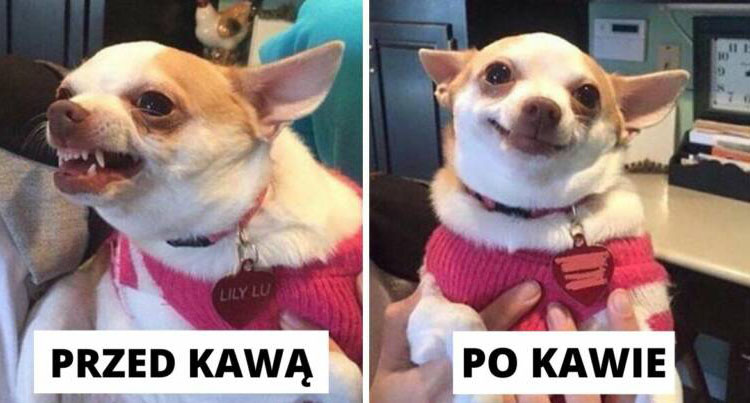 przed i po kawie, ciekawostki o kawie zalety picia kawy