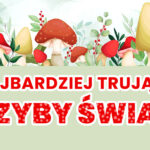 Lubisz chodzić na grzyby? Zaczyna się jesień, więc dowiedz się jakie są najbardziej trujące grzyby na świecie, jak wyglądają i gdzie najczęściej rosną.