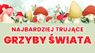 Lubisz chodzić na grzyby? Zaczyna się jesień, więc dowiedz się jakie są najbardziej trujące grzyby na świecie, jak wyglądają i gdzie najczęściej rosną.