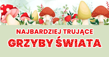 Lubisz chodzić na grzyby? Zaczyna się jesień, więc dowiedz się jakie są najbardziej trujące grzyby na świecie, jak wyglądają i gdzie najczęściej rosną.