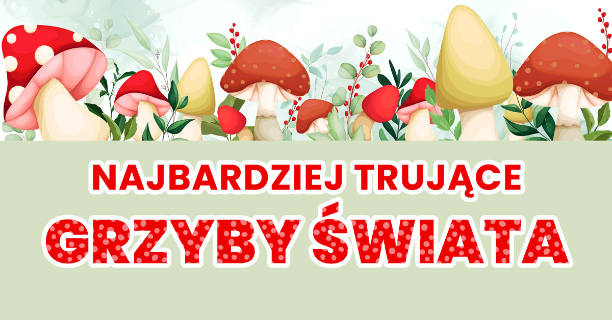 Lubisz chodzić na grzyby? Zaczyna się jesień, więc dowiedz się jakie są najbardziej trujące grzyby na świecie, jak wyglądają i gdzie najczęściej rosną.
