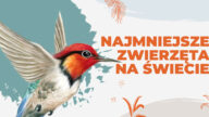 Czy wiesz jakie są najmniejsze zwierzeta na świecie? Jak wyglądają, gdzie występują. Dowiedz się więcej o tym, jakie są najmniejsze zwierzeta swiata.