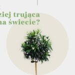 Niektóre z nich masz w swoim w ogrodzie, a inne były używane jako trucizna. Dowiedz się więcej jakie są najbardziej trujące rośliny i kwiaty na świecie.