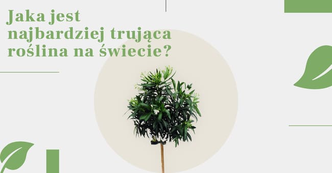 Niektóre z nich masz w swoim w ogrodzie, a inne były używane jako trucizna. Dowiedz się więcej jakie są najbardziej trujące rośliny i kwiaty na świecie.