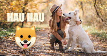 Czy wiesz jakie są najpopularniejsze rasy psów? A może szukasz rankinku, w którym spisane będą najpopularniejsze psy? Zajrzyj na rozkminki!